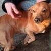 Dackel Mix, Rüde, 3 Jahre