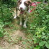 Mickey, freundlicher, taffer Welpe