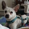 Cilla - ein kleines Schätzchen!