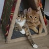 Lenny & Sunny suchen gemeinsam ihr Für-