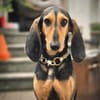 Paco