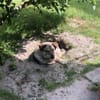 liebe Lotti sucht ihre Familie
