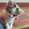 Lumi