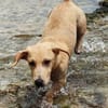 MIKO votre compagnon pour la vie