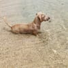 MIKO votre compagnon pour la vie