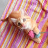 BOBBY-PIGGY, chaton mâle type européen