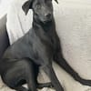 SIERRA Femelle junior berger créole