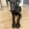 SIERRA Femelle junior berger créole