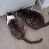 Saartje en sientje