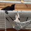 Panther en Panda