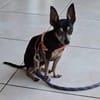 ZIGGY le petit pinscher