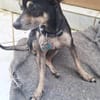 ZIGGY le petit pinscher