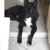 FINN - junger verschmuster Schäferhund