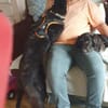 FINN - junger verschmuster Schäferhund