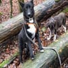 FINN - junger verschmuster Schäferhund
