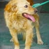 LOLA 2 sucht Familie