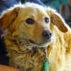 LOLA 2 sucht Familie
