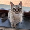 Flauschball Pebbles