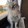 Flauschball Pebbles