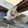 Flauschball Pebbles
