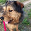 Hundebub Smartie sucht sein Zuhause!