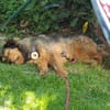 Hundebub Smartie sucht sein Zuhause!
