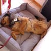 Hundebub Smartie sucht sein Zuhause!