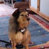 Hundebub Smartie sucht sein Zuhause!