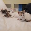 Zarte Lola sucht Familie