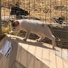 Kleine Luna sucht ein Zuhause
