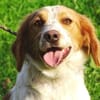 Hundedame LAURA