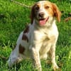 Hundedame LAURA