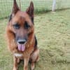 Ari - Deutscher Schäferhund