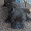 Zuhause gesucht für unsere Mory