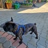 Zuhause gesucht für unsere Mory