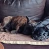Zuhause gesucht für unsere Mory