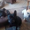 Zuhause gesucht für unsere Mory