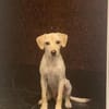 Jungspunt Snoop sucht ein neues Zuhause