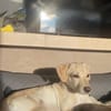 Jungspunt Snoop sucht ein neues Zuhause