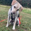 Jungspunt Snoop sucht ein neues Zuhause
