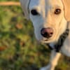 Jungspunt Snoop sucht ein neues Zuhause