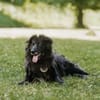 Kuschelfan Odi sucht ein Zuhause