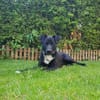Levi träumt vom Körbchen mit Garten