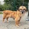 Eddy, menschenbezogen, neugierig