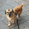 Eddy, menschenbezogen, neugierig