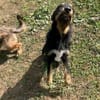 Kolt - Jagdterrier Mix