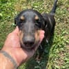 Kolt - Jagdterrier Mix