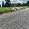 Nala - anhänglich&verschmust