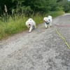 Nala - anhänglich&verschmust