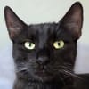 SANDRO-wunderschöner Mini-Panther-Kater